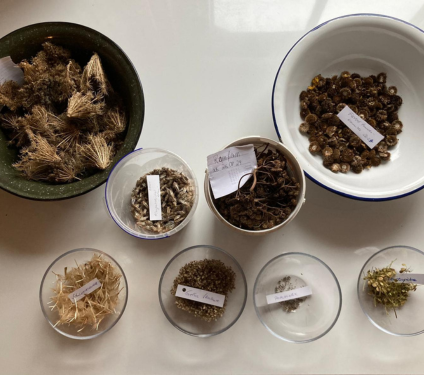 Gartenfreund*innen aufgepasst!