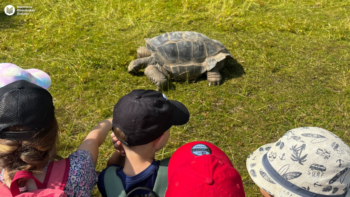 20250618_Lesestark_Zoo_Schildkröte.png