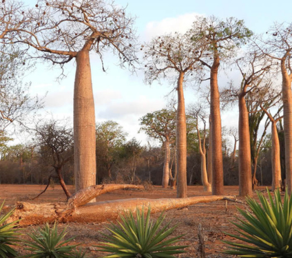 Madagaskar entdecken