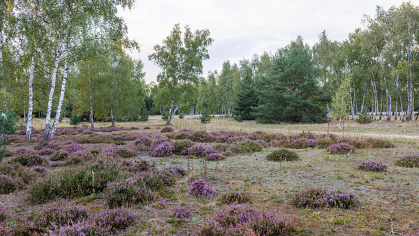 DresdenNatur_Heller.png